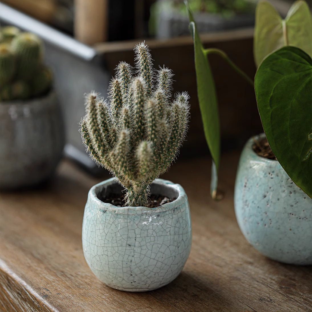 Crackle Glazed Succulent Pot Randomly Picked Set of 5