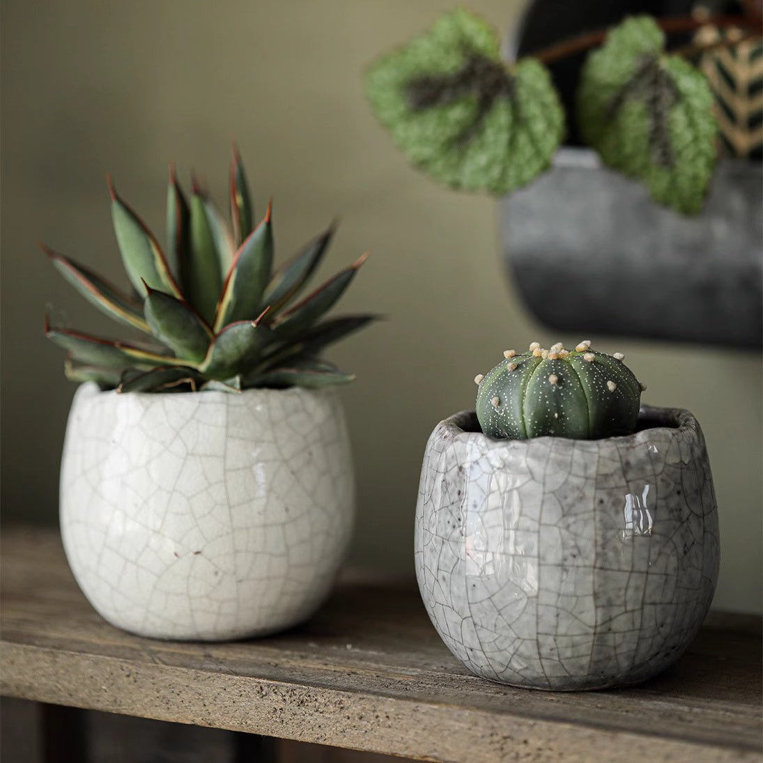 Crackle Glazed Succulent Pot Randomly Picked Set of 5